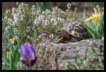 Tortue d'Hermann (Testudo hermanni hermanni)