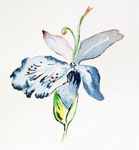 "Iris", Aquarelles