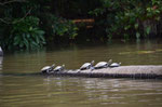 Schildkröten am Sandoval Lake