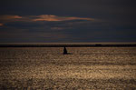 Walflosse im Sonnenuntergang
