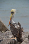 Pelikan wartet auf Fischabfälle