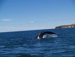 Wale beobachten in Valdés