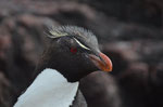 Auf der Pinguininsel