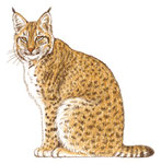 Lynx europeen - Apprendre à dessiner les chats (Fleurus)