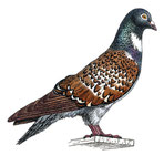 Pigeon cauchois - L'inventaire des animaux domestiques (Nathan)