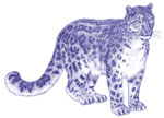 Leopard des neiges - Apprendre à dessiner les chats (Fleurus)