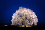 山梨　わに塚の桜　2013.03.27