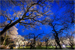 茨城　水戸偕楽園　2013.03.21