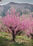 福島　花見山公園　2013.04.17