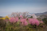 福島　花見山公園　2013.04.17