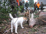 Carlos mit Hirsch im Reichswald