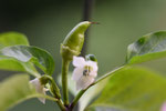 Paprika, Blüte, Fruchtansatz, Garten, Balkongarten, Gemüse, Obst, Beeren, Kräuter, krautblog, krautfotografie, Dornbirn, Vorarlberg, Balkongarten, urban gardening
