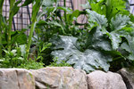 Zucchini, Wilder Garten, Selbstversorgung, garden, selfsuffiency, krautblog, krautfotografie