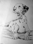 Dalmatien de Marine D. 17 ans