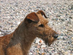 Barry am Strand - 3 Jahre 