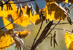 Farben des Herbstes - dke