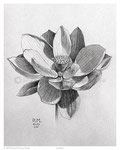 Lotus - Graphite Pencil -  10 x 10 - {SOLD}