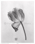 Tulip - Graphite Pencil - 8" x 10" -  {SOLD}