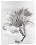 Orchid - Graphite Pencil - 11 x 14 - {SOLD}