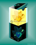 'Daffodil Perfume' Package Design