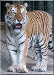 Sibirischer Tiger THARO