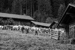 Reportage, Alpaufzug, S. Gygax-Zehnder Fotografie & Kunst
