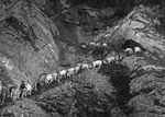 Reportage, Alpaufzug, S. Gygax-Zehnder Fotografie & Kunst