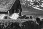 Reportage, Alpaufzug, S. Gygax-Zehnder Fotografie & Kunst