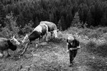 Reportage, Alpaufzug, S. Gygax-Zehnder Fotografie & Kunst