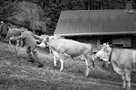 Reportage, Alpaufzug, S. Gygax-Zehnder Fotografie & Kunst