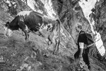 Reportage, Alpaufzug, S. Gygax-Zehnder Fotografie & Kunst