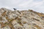 Die Alpendohle wartet wohl auf Brotkrümel