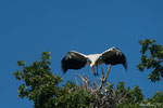 Cigogne - 1/3200 à f9 - ISO 800 - 420 mm x1