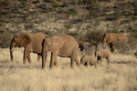 Famiglia di Elefanti