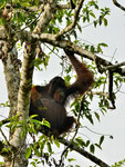 Orangutan selv.