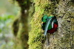 Quetzal dentro il nido