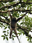 Gibbone del Borneo