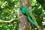 Quetzal