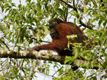 Orangutan selvatico