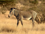 Zebra di gevry