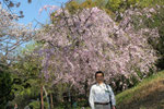 城西公園のしだれ桜