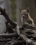  Luchs -Lynx