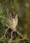 Waldohreule -Asio otus