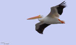 American white pelican (Pelecanus erythrorhynchos)