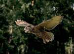 Uhu -Bubo bubo