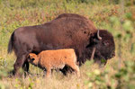  Amerikanischer Bison (Bison bison)