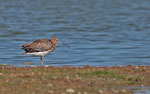 Großer Brachvogel - Curlew Numenius arquata 