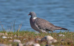  Ringeltaube - Wood Pigeon - Columba palumbus