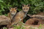  Rotfuchs - Vulpes vulpes