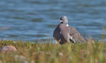   Ringeltaube - Wood Pigeon - Columba palumbus